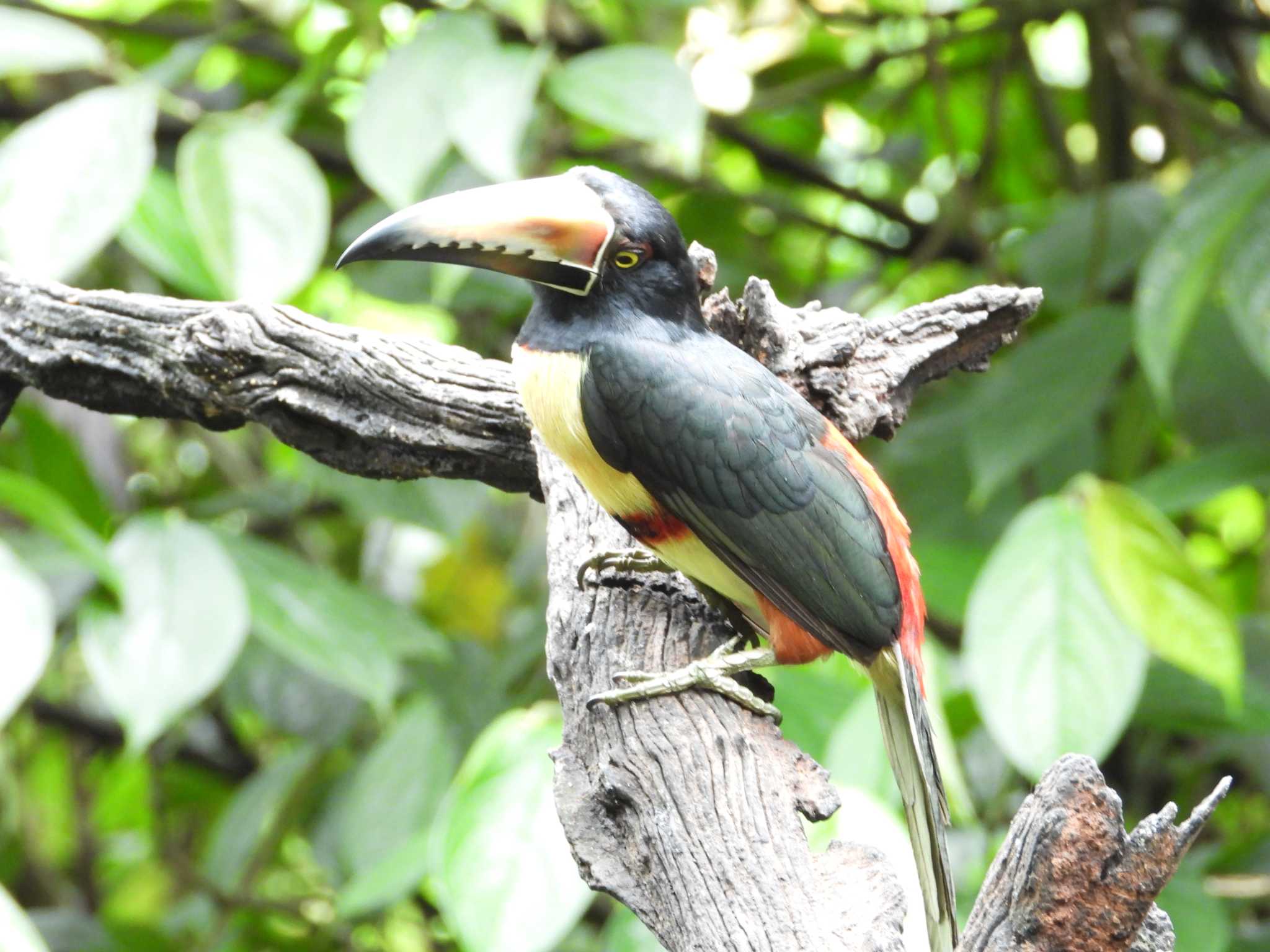 Photo of Collared Aracari at コスタリカ by willy