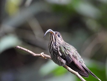 White-tipped Sicklebill