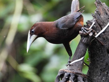 Chestnut-headed Oropendola