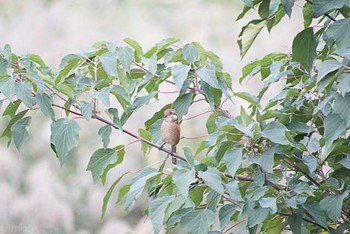 モズ 東京港野鳥公園 2016年10月23日(日)