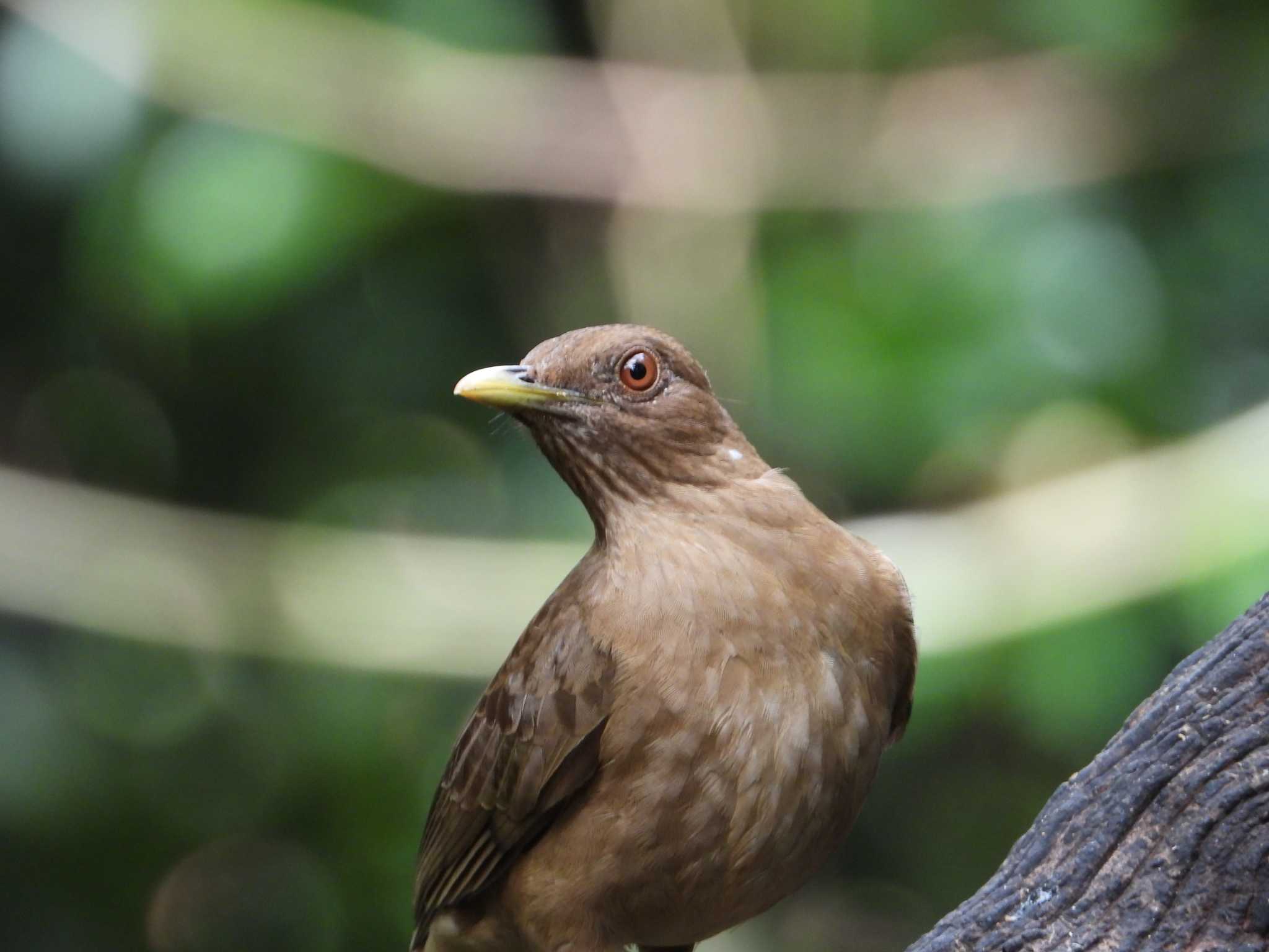 Photo of Clay-colored Thrush at コスタリカ by willy