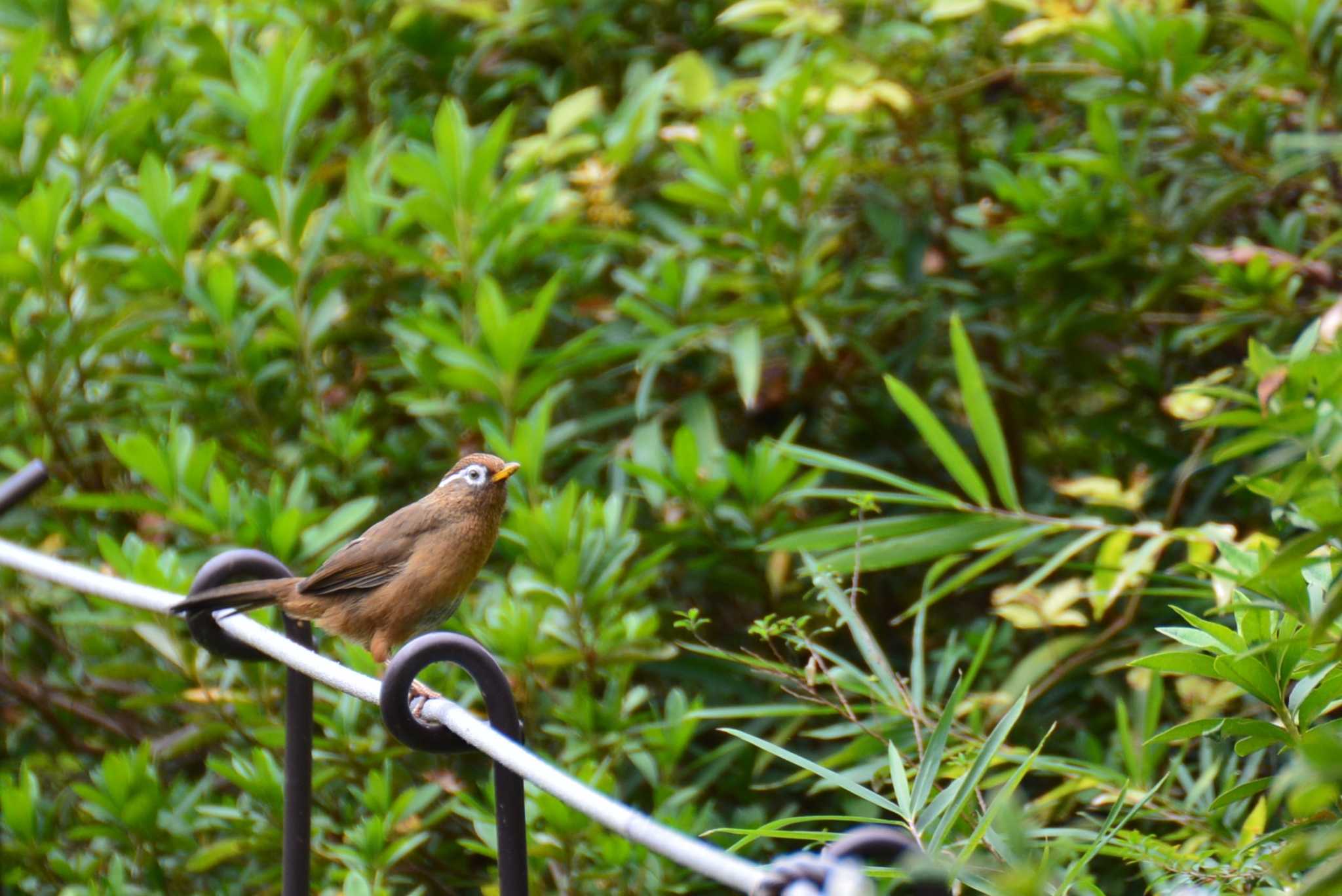 神代植物公園 ガビチョウの写真 by geto