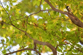 シジュウカラ 神代植物公園 2020年11月23日(月)