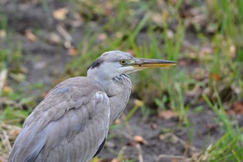 2020年11月23日(月) 神代植物公園の野鳥観察記録