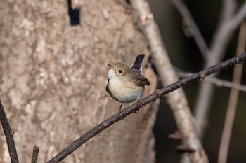 Red-breasted Flycatcher 神奈川県 Mon, 12/28/2015