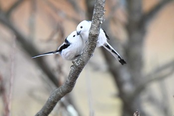 Long-tailed tit(japonicus) Tomakomai Experimental Forest Sat, 12/5/2020