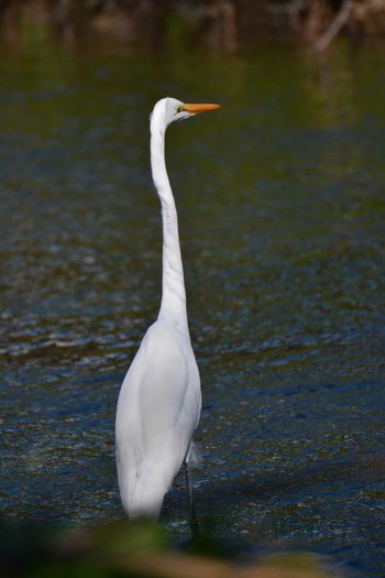 Sat, 11/14/2020 Birding report at Nogawa