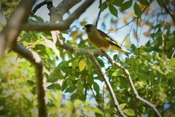 2020年11月5日(木) 武蔵野の森公園の野鳥観察記録