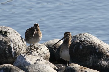 2020年12月5日(土) 五主海岸の野鳥観察記録