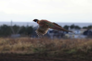 Common Pheasant 北海道　函館市　函館空港脇 Sat, 12/5/2020