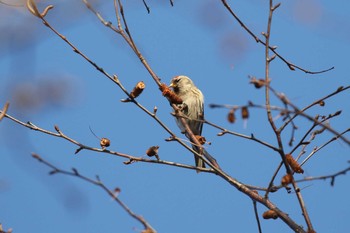 2020年12月5日(土) 北海道 函館市 東山の野鳥観察記録