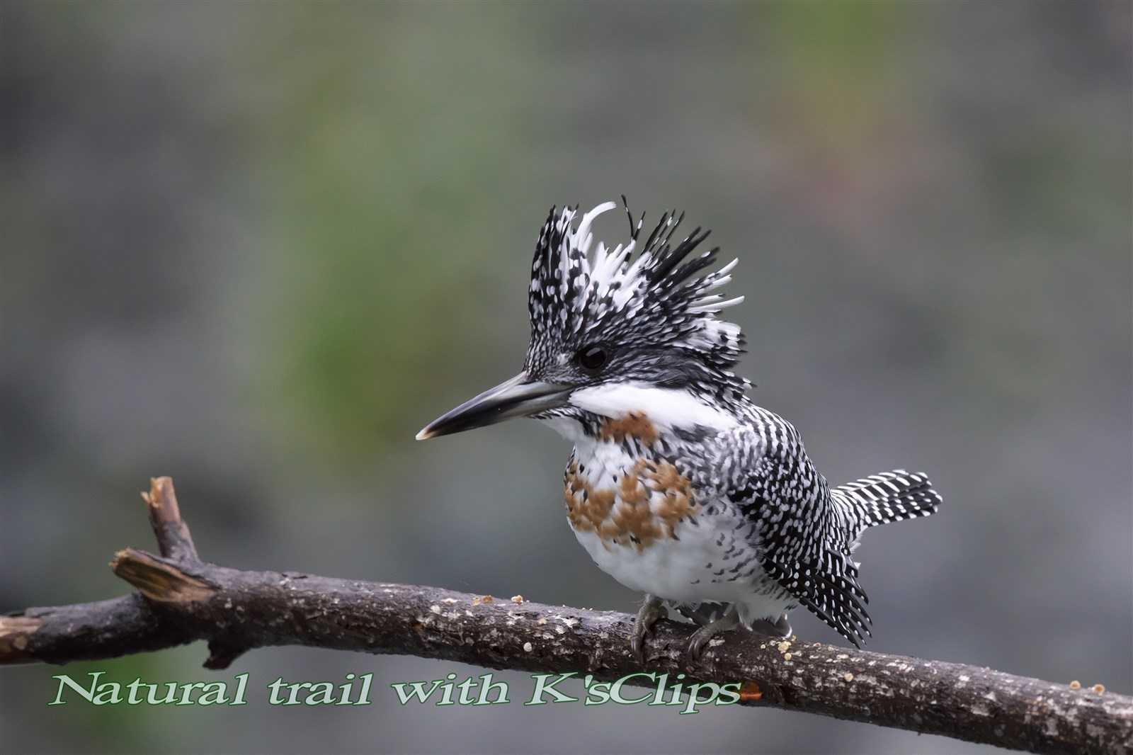 Photo of Crested Kingfisher at 神奈川県 by forestone