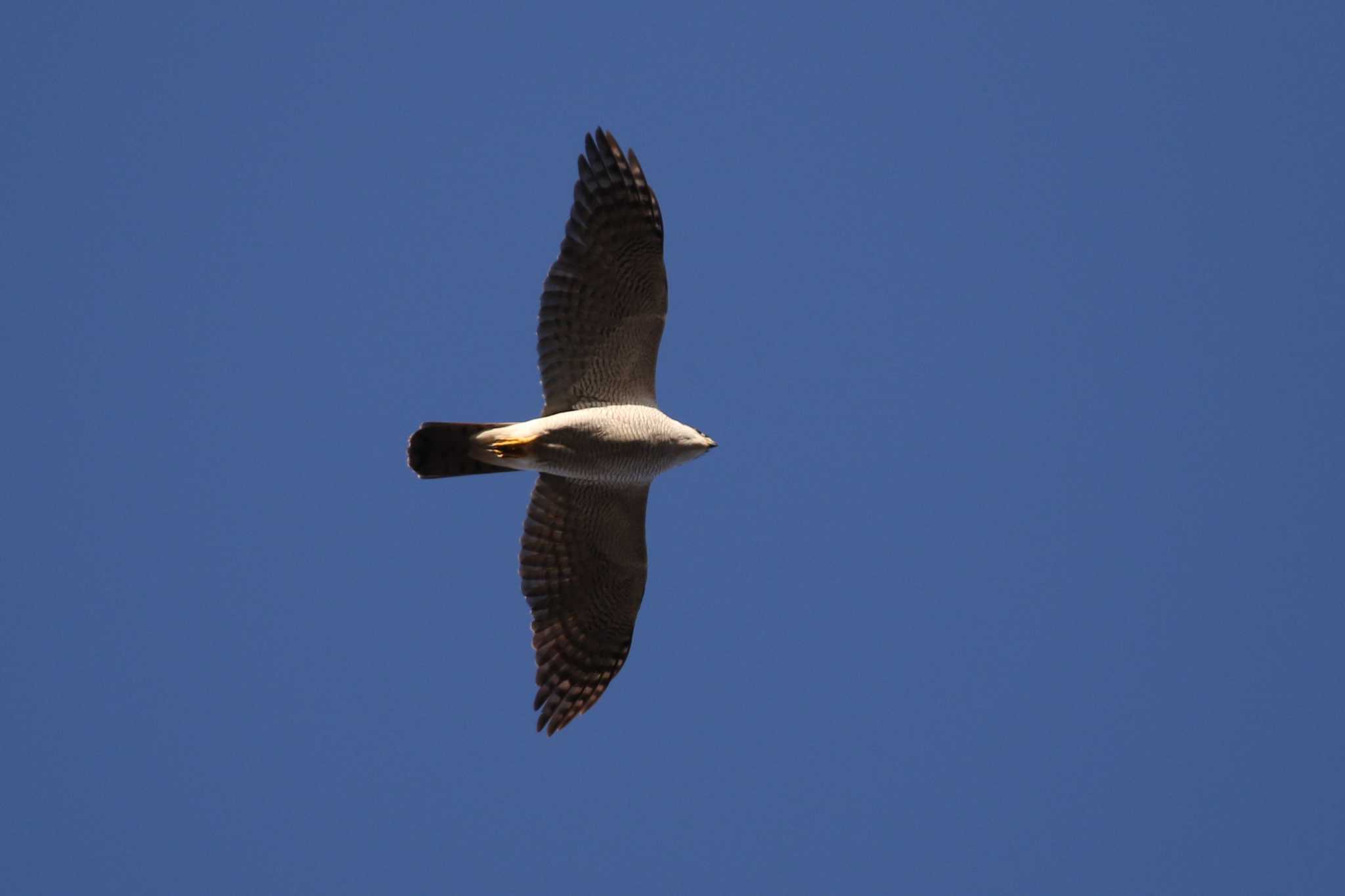 Eurasian Sparrowhawk