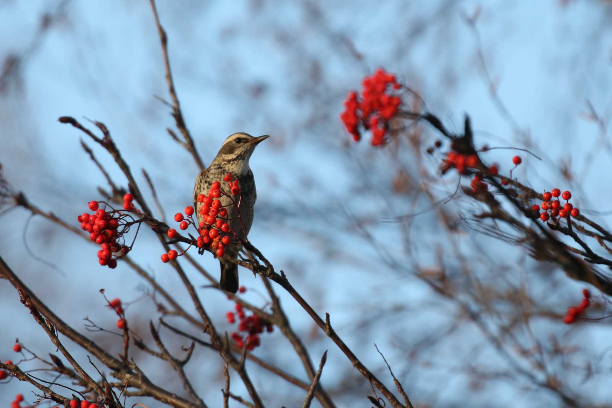 Dusky Thrush