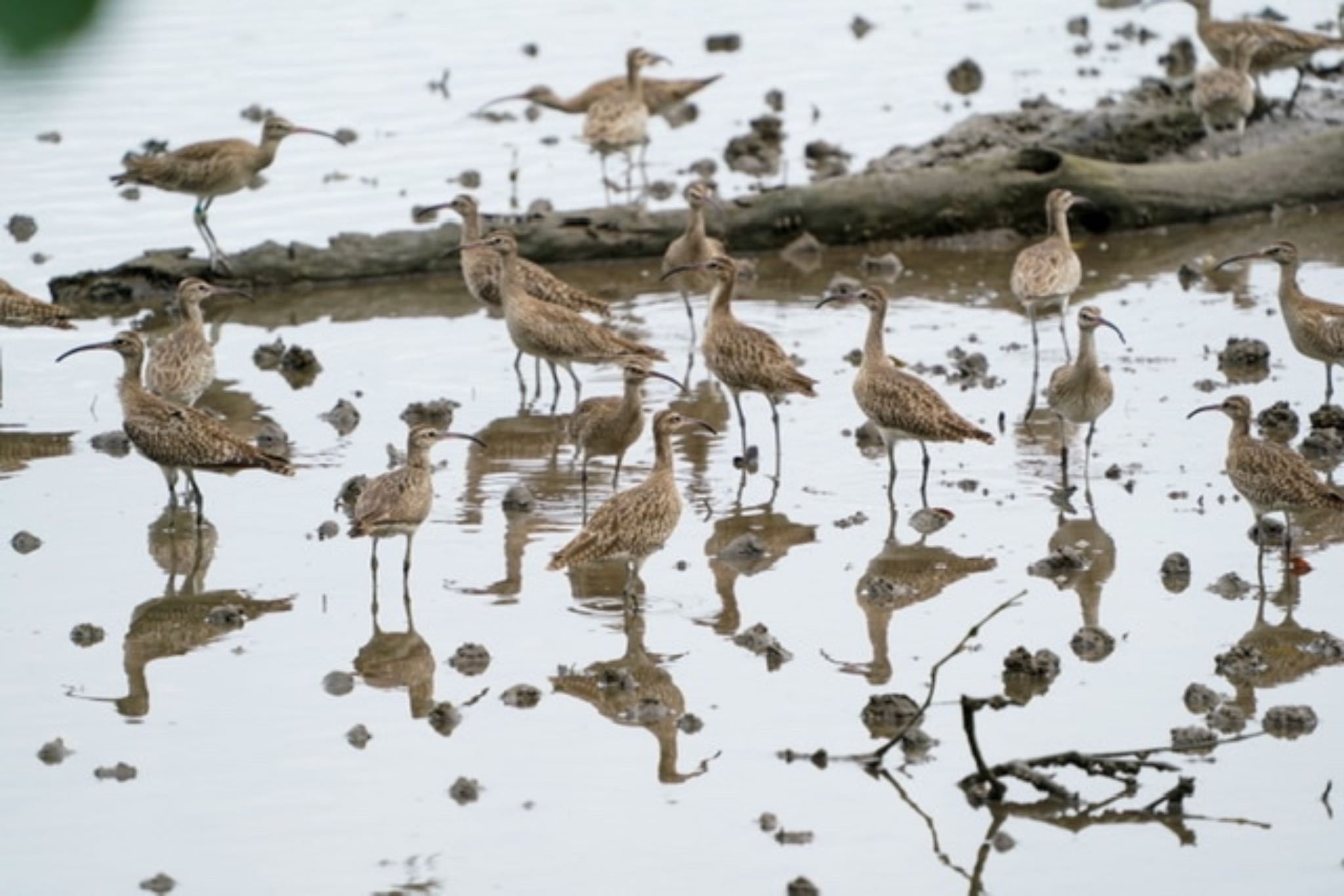 Sungei Buloh Wetland Reserve チュウシャクシギの写真 by T K