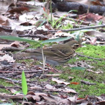 Olive-backed Pipit 錦織公園 Wed, 10/26/2016