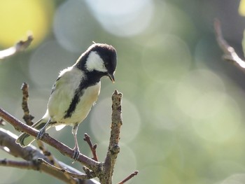 Japanese Tit 西宮市鳴尾浜 Sat, 12/5/2020