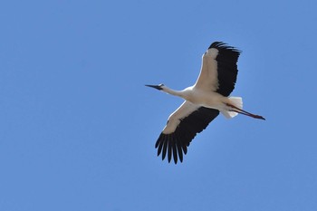 2020年11月22日(日) 多々良沼の野鳥観察記録