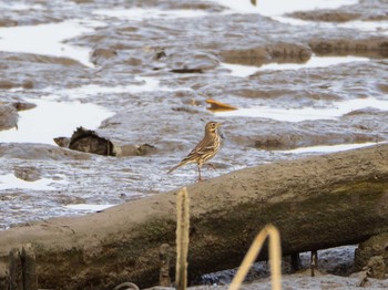 Water Pipit 千住桜木自然地 (東京都足立区) Sun, 11/29/2020