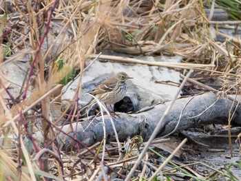 Water Pipit 千住桜木自然地 (東京都足立区) Sun, 11/29/2020