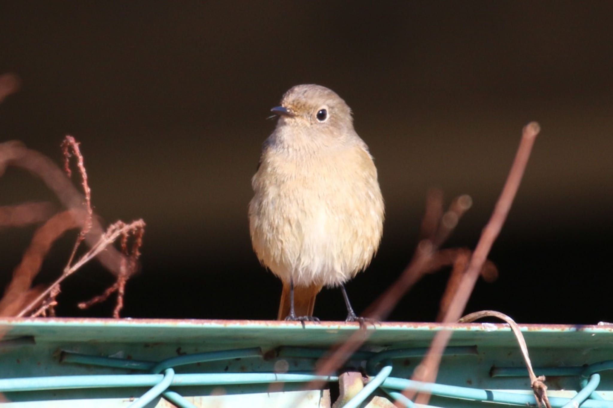 伊豆沼 ジョウビタキの写真 by あーるてぃ