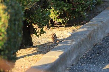 Eurasian Wryneck 甲子園浜(兵庫県西宮市) Sat, 12/5/2020