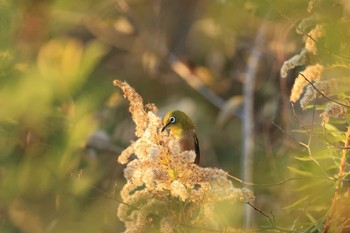 Warbling White-eye 甲子園浜(兵庫県西宮市) Sat, 12/5/2020