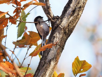 Long-tailed Tit 甲山森林公園 Sat, 12/5/2020