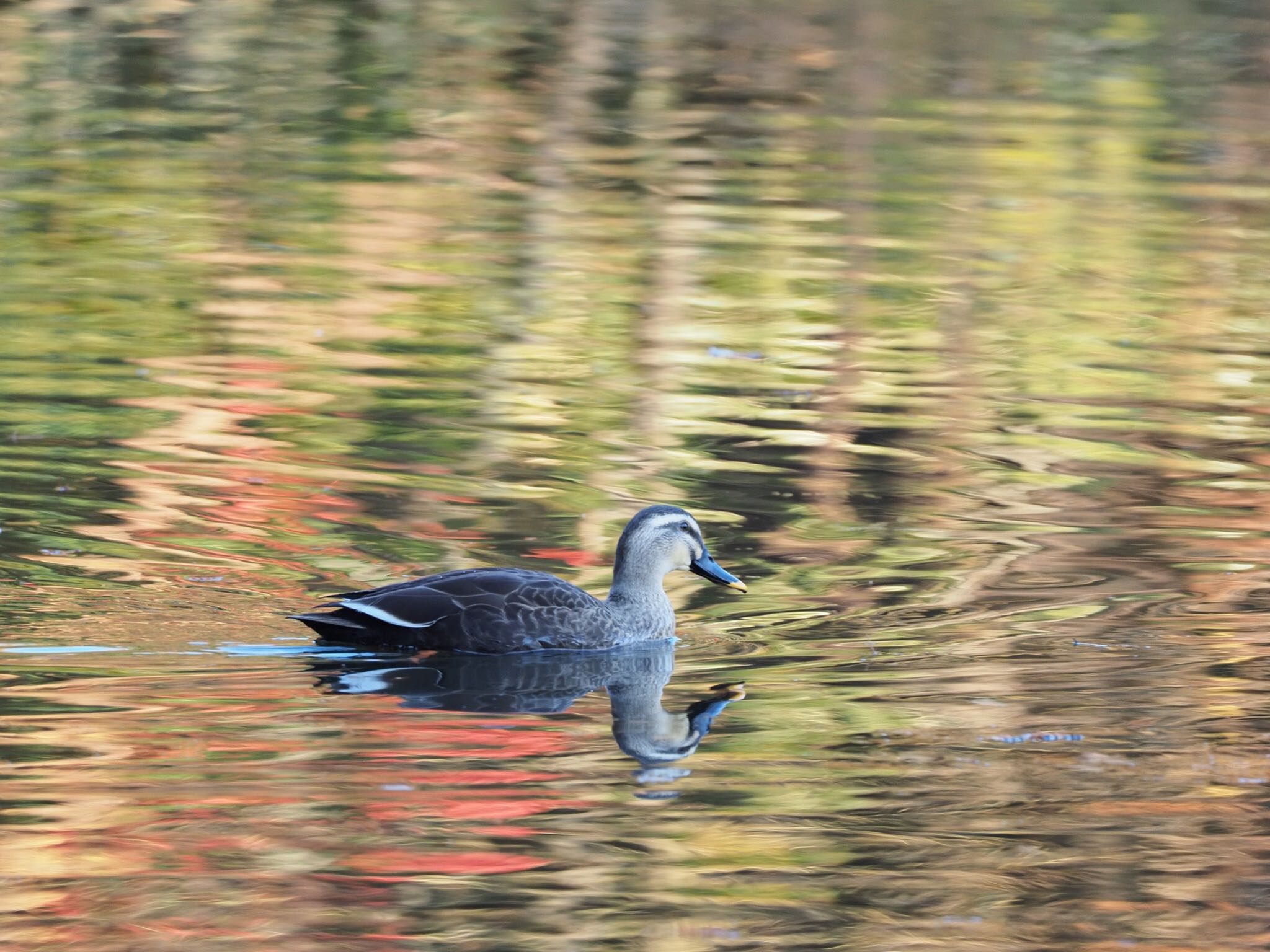 Photo of Eastern Spot-billed Duck at 甲山森林公園 by speedgame