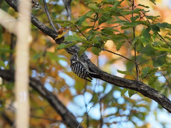 Japanese Pygmy Woodpecker 甲山森林公園 Sat, 12/5/2020