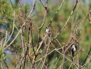 Long-tailed Tit 甲山森林公園 Sat, 12/5/2020