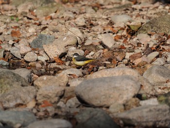 Grey Wagtail 甲山森林公園 Sat, 12/5/2020