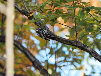 Japanese Pygmy Woodpecker 甲山森林公園 Sat, 12/5/2020