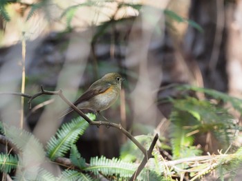 Red-flanked Bluetail 甲山森林公園 Sat, 12/5/2020