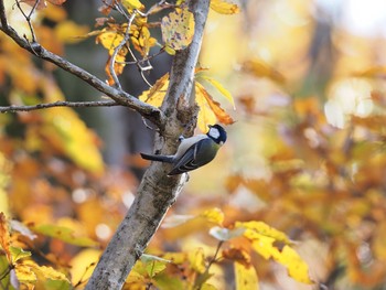 Japanese Tit 甲山森林公園 Sat, 12/5/2020