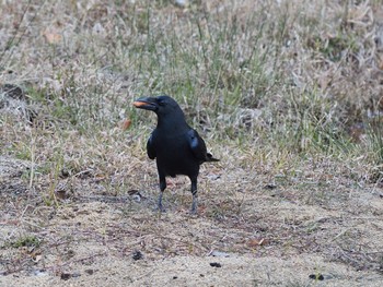 Carrion Crow 甲山森林公園 Sat, 12/5/2020