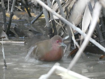 ヒクイナ 荒川生物生態園(東京都板橋区) 2020年12月1日(火)