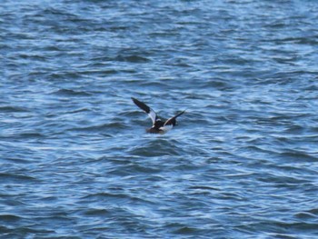 Common Goldeneye 男里川 Fri, 12/4/2020