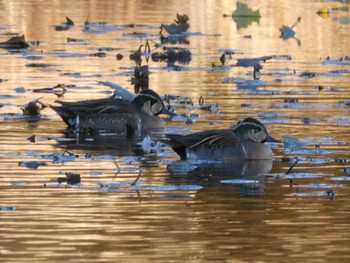 トモエガモ 見沼自然公園 2020年12月4日(金)