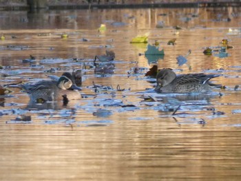 トモエガモ 見沼自然公園 2020年12月4日(金)