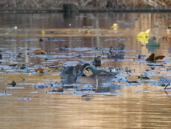 トモエガモ 見沼自然公園 2020年12月4日(金)