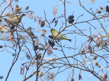 2020年12月5日(土) 野幌森林公園の野鳥観察記録