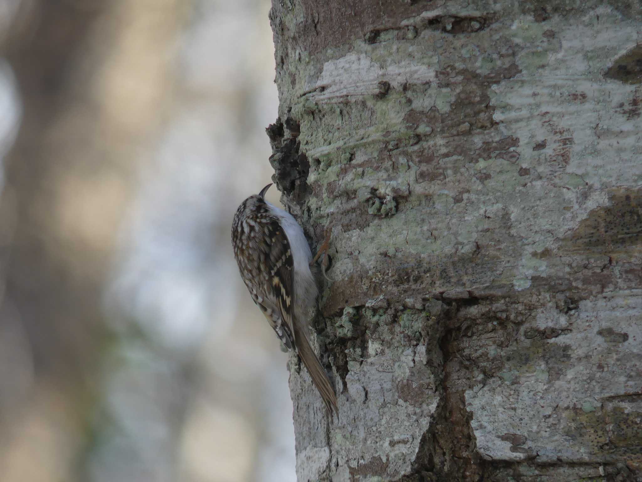 キタキバシリ