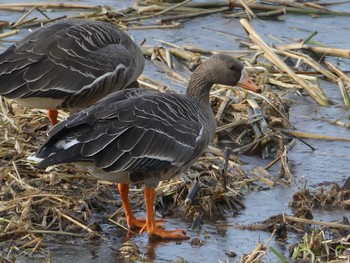 Sat, 12/5/2020 Birding report at 長都沼(千歳市)