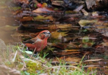 Red Crossbill 西湖 Tue, 11/24/2020