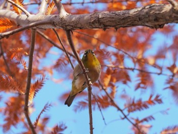 Warbling White-eye 西宮市鳴尾浜 Sat, 12/5/2020