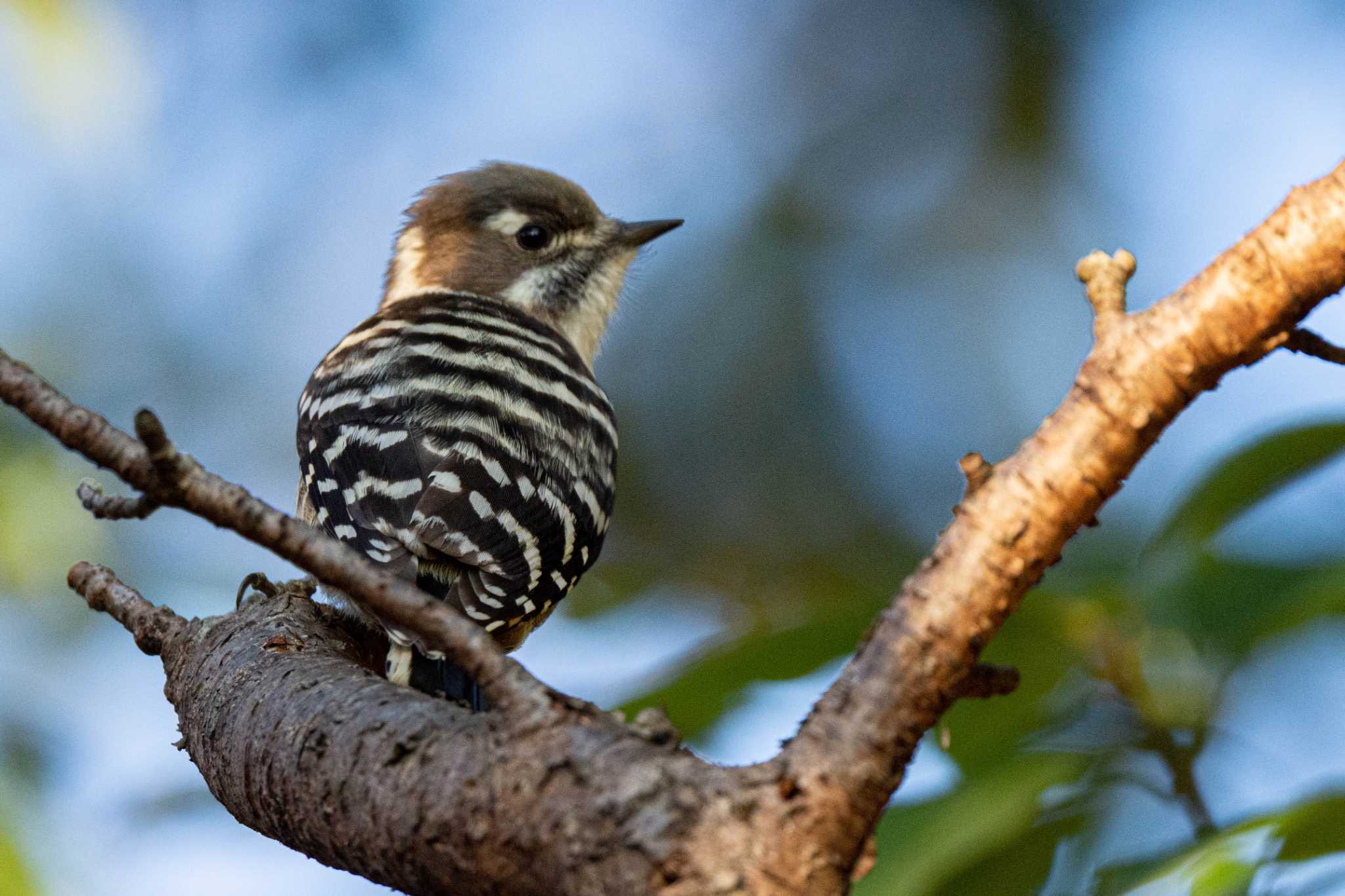 Photo of Japanese Pygmy Woodpecker at 奈良市 by veritas_vita