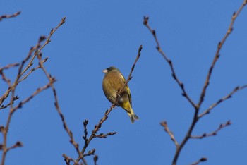 Grey-capped Greenfinch 東京都北区 Sun, 12/6/2020