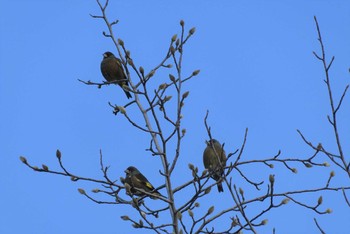 Grey-capped Greenfinch 東京都北区 Sun, 12/6/2020