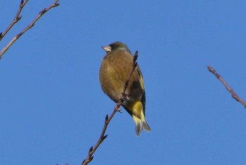 Grey-capped Greenfinch 東京都北区 Sun, 12/6/2020